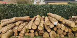 Robinia - Ruwe stammen