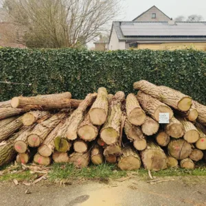 Robinia - Ruwe stammen