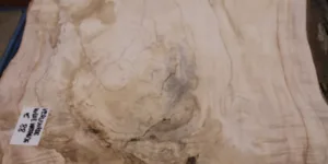 Vervuurde wilde kastanje schaaldeel 65mm