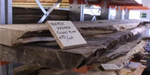 Wilde paarde kastanje schaaldeel